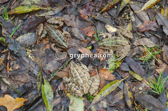 Grenouilles - gryphea.org